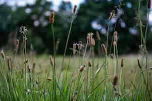 Foto gratuita enfoque selectivo de eleocharis palustris en un campo bajo la luz del sol con un fondo borroso