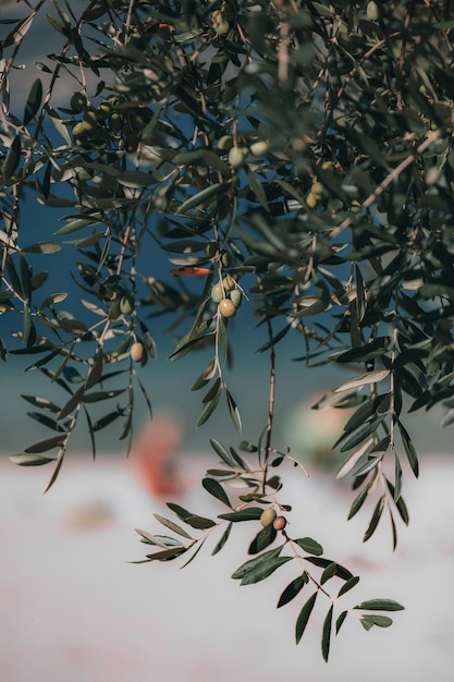 Foto gratuita enfoque selectivo de frutas verdes redondas colgando del árbol