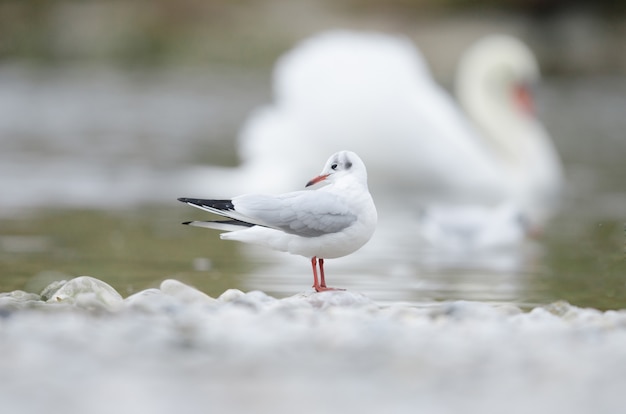 Enfoque selectivo de una gaviota de pie sobre una roca cerca de un agua