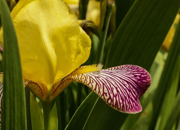 Enfoque selectivo de un Giardino dell iris en la provincia de Lori en Armenia