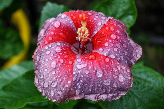 Enfoque selectivo de la hermosa flor de malva rosa púrpura y roja (hibisco) con rocío