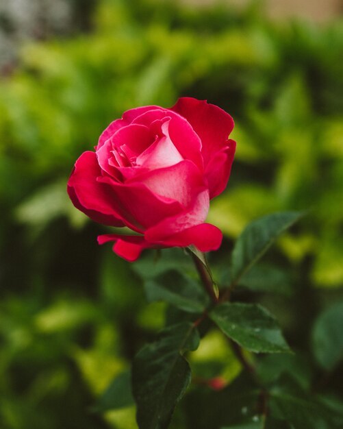 Enfoque selectivo de una hermosa rosa rosa