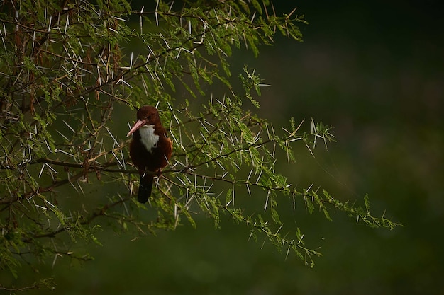 Enfoque selectivo de un hermoso pájaro Coraciiformes sentado en las ramas de un abeto