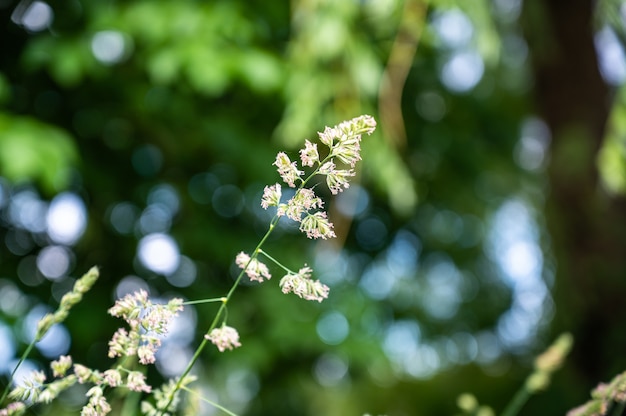 Enfoque selectivo de la hierba en un campo bajo la luz del sol con un fondo borroso y luces bokeh