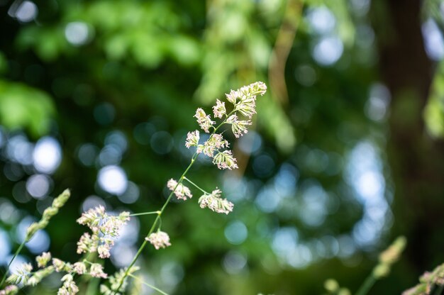 Enfoque selectivo de la hierba en un campo bajo la luz del sol con un fondo borroso y luces bokeh