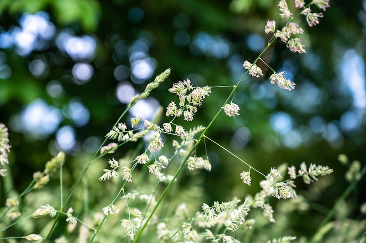 Foto gratuito enfoque selectivo de la hierba en un campo bajo la luz del sol con un fondo borroso y luces bokeh