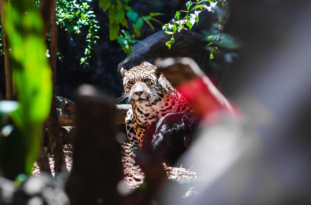 Enfoque selectivo de un leopardo en un parque cubierto de rocas y vegetación bajo la luz del sol