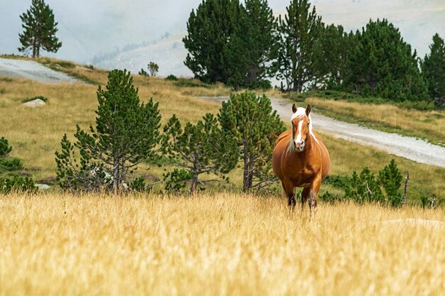 Enfoque selectivo - Líder de la manada de caballos salvajes en el Pirineo andorrano disfrutando de la vida salvaje