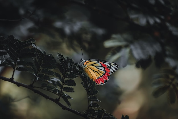 Enfoque selectivo de una mariposa colorida en una rama de árbol con hojas