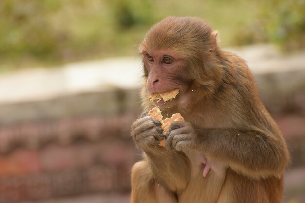 Enfoque selectivo de un mono beige comiendo