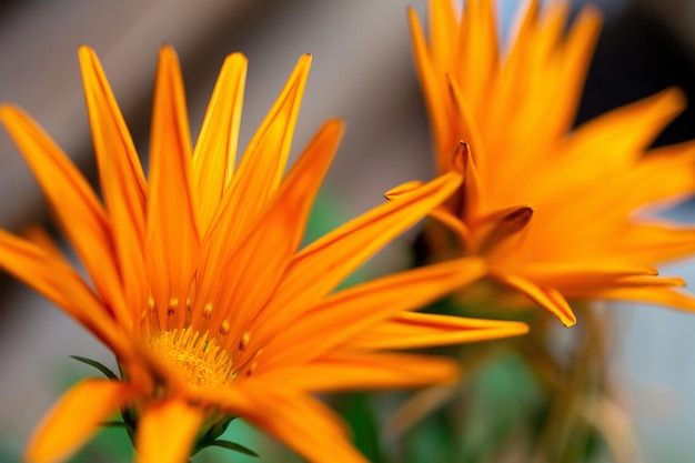 Foto gratuita enfoque selectivo de una naranja margaritas africanas