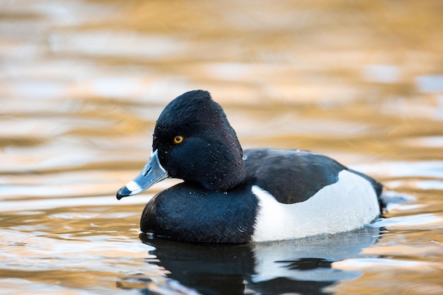 Enfoque selectivo del pato de cuello anillado nadando en el lago de King's Pond