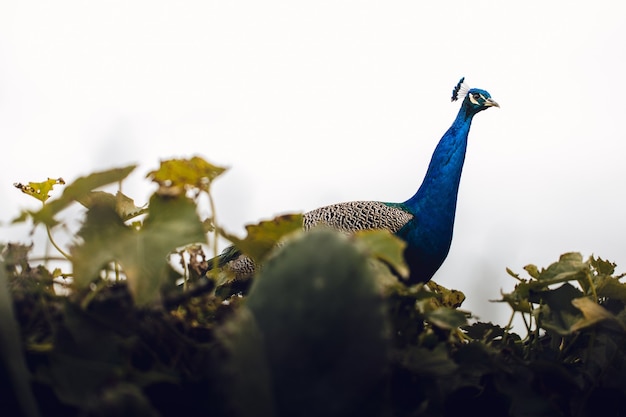 Plumas pavo real: Más de 130,657 fotos de stock con licencia libres de  regalías