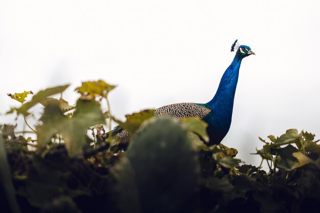 Enfoque selectivo del pavo real indio