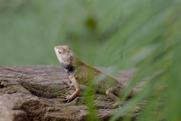 Enfoque selectivo de una pequeña iguana sobre una roca