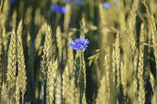 Enfoque selectivo de pequeñas flores púrpuras en flor en el campo