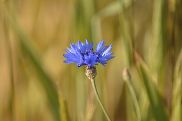 Enfoque selectivo de pequeñas flores púrpuras en flor en el campo