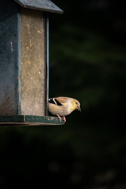 Enfoque selectivo de un pequeño pájaro jilguero americano colorido donde se posan en el comedero para pájaros