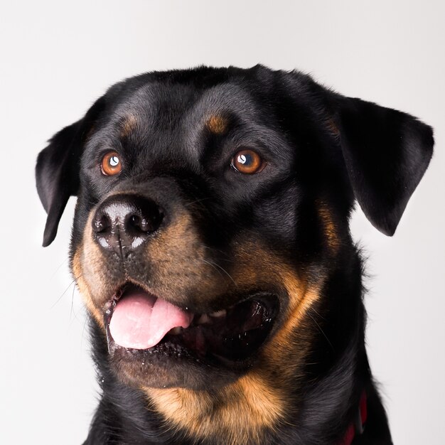 Enfoque selectivo del perro Rottweiler con su lengua fuera aislado sobre un fondo blanco.