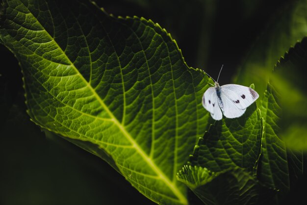 Enfoque selectivo de un Pieris mannii en hojas verdes en un campo bajo la luz del sol