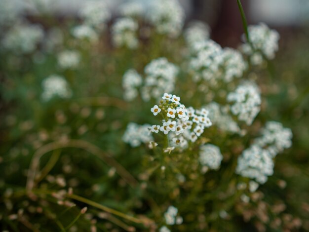 Enfoque selectivo primer disparo de pequeñas flores blancas en un campo de flores en un borroso