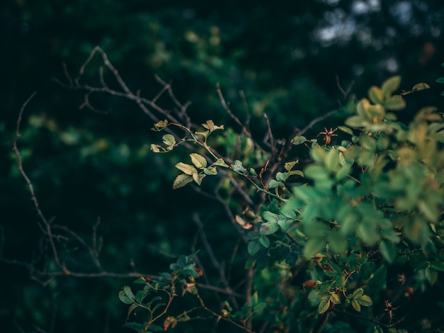 Enfoque selectivo primer disparo de plantas con hojas verdes