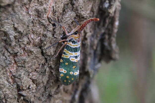 Enfoque selectivo de un Pyrops candelaria (Laternaria candelaria) planthopper en la corteza de un árbol