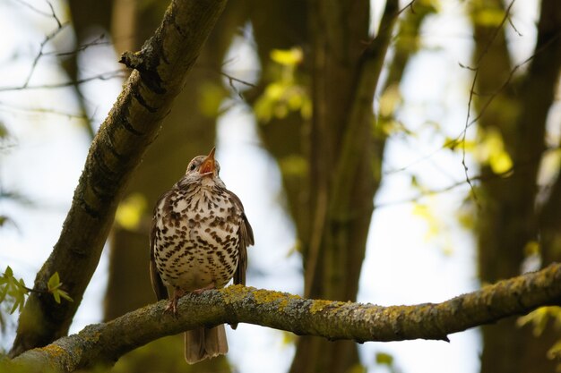 Enfoque selectivo de Song Thrush cantando en la rama de un árbol en el bosque