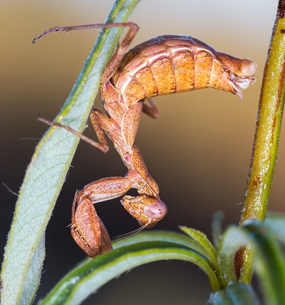 Enfoque selectivo vertical closeup de Mantis mediterránea en su entorno natural