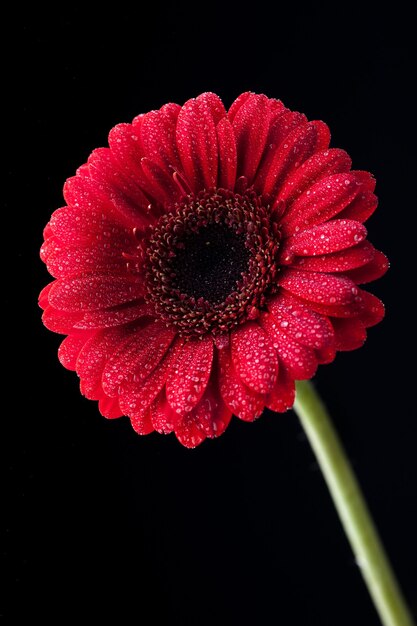 Enfoque selectivo vertical de una gerbera roja con pétalos cubiertos de rocío