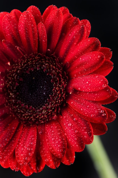 Enfoque selectivo vertical de una gerbera roja con pétalos cubiertos de rocío