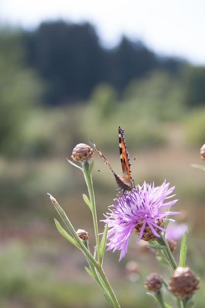 El enfoque selectivo vertical hsot de una mariposa naranja sobre una flor violeta silvestre