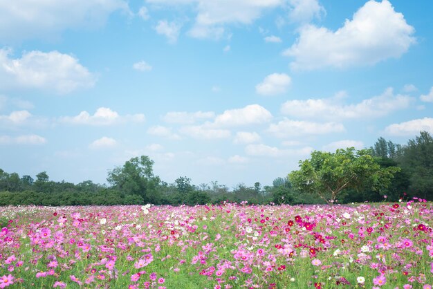 Enfoque suave del campo de flores del cosmos de verano con fondo de cielo azul