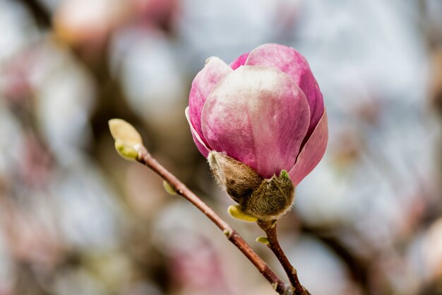 Enfoque suave de un capullo de magnolia rosa en un árbol