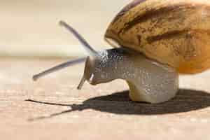 Foto gratuita enfoque suave de un caracol arrastrándose sobre pavimento de madera en un día soleado