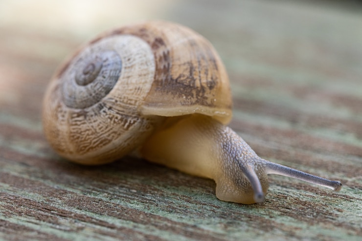 Foto gratuito el enfoque suave de un caracol que se arrastra por el pavimento de madera