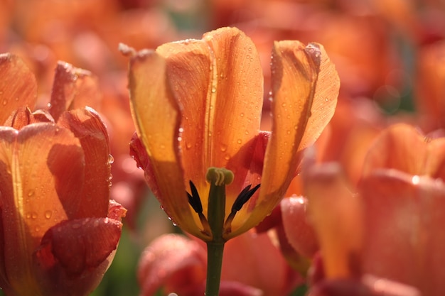 Enfoque suave de una flor de tulipán naranja con gotas de agua en un jardín.