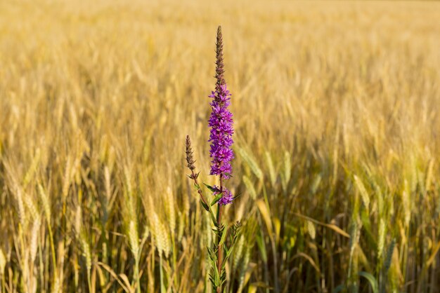 Enfoque suave de flores de color púrpura en un campo de trigo en un día soleado
