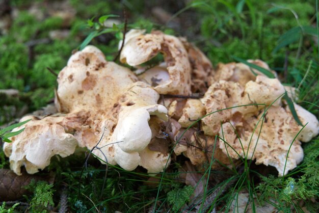 Enfoque suave de hongos viejos y podridos en el suelo del bosque