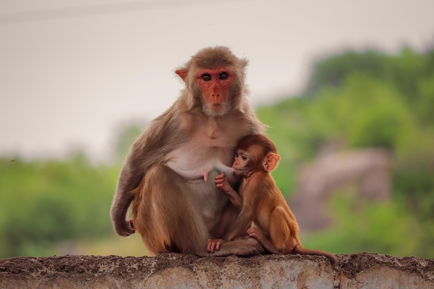 Enfoque suave de una madre macaco amamantando a sus crías en las calles de la ciudad