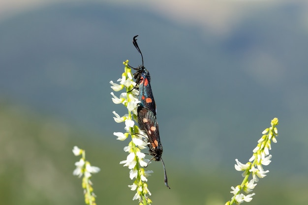 Enfoque suave de mots negras con manchas anaranjadas que se aparean en una flor blanca