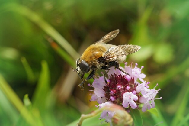 Enfoque superficial de un bulbo de narciso volar sobre una flor