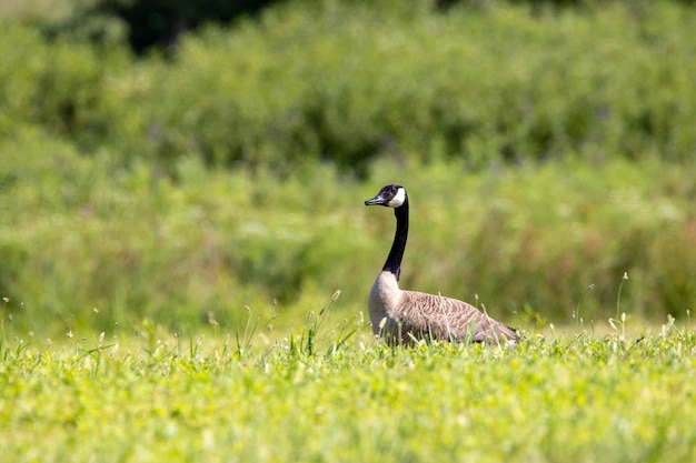 Enfoque superficial de un ganso canadiense en un campo verde