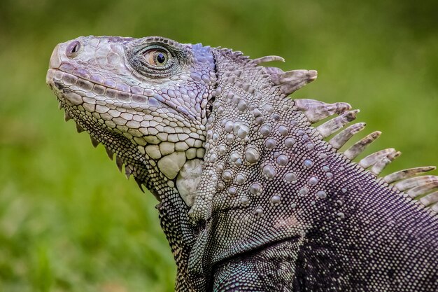 Enfoque superficial de una iguana sobre fondo verde borroso