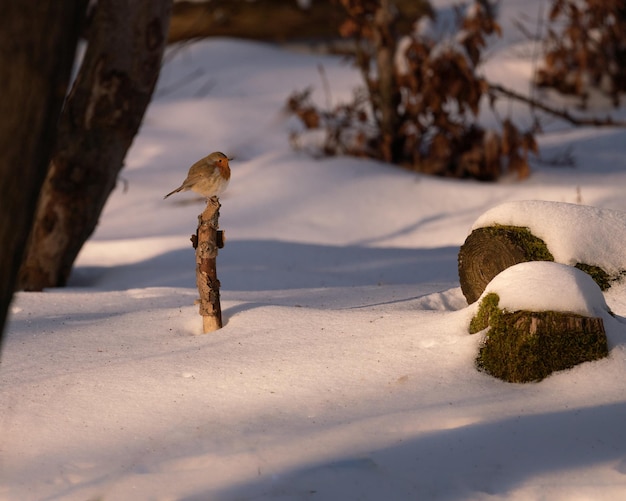 Enfoque superficial de un pájaro robin en la rama en un día soleado en invierno