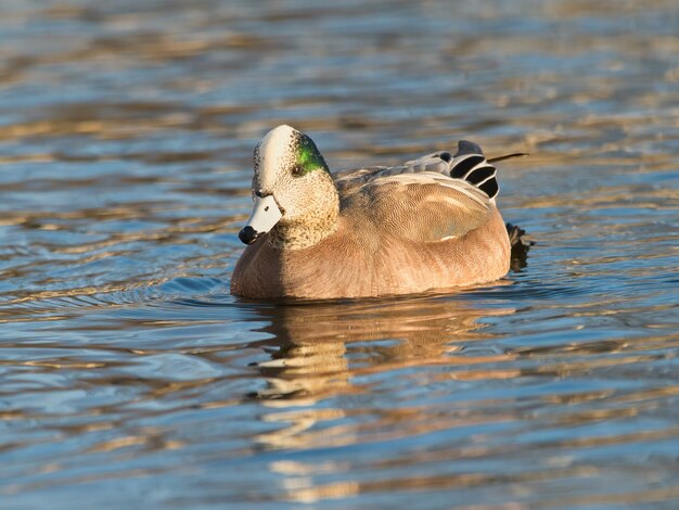 Enfoque superficial de pato wigeon americano (Mareca americana) flotando en el agua