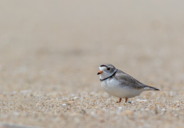 Enfoque superficial de un pequeño pájaro en un día sombrío en la playa.