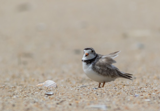 Enfoque superficial de un pequeño pájaro en un día sombrío en la playa.