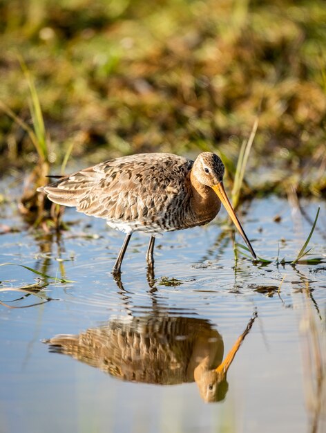 Enfoque superficial vertical closeup shot de un pequeño pájaro Godwit de pie en un estanque