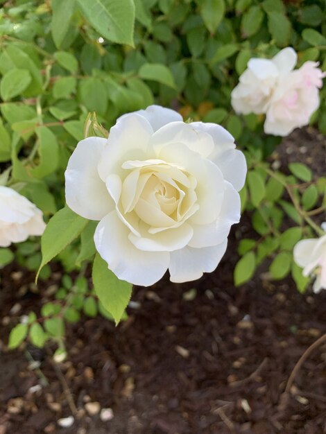 Enfoque superficial vertical primer plano de una flor rosa blanca en un parque